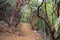 Hiking trail through manzanita trees