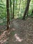 Hiking trail medoc mountain state park north carolina