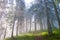 Hiking trail through the misty pine forest