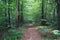 Hiking Trail on mountain in New Hampshire