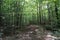 Hiking Trail on mountain in New Hampshire