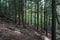 Hiking Trail on mountain in New Hampshire