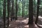 Hiking Trail on mountain in New Hampshire