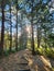 Hiking trail, mountain scenery, sunlight, sunset, pines, stairs,