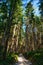 Hiking trail in the mountain woods around lake Faaker See in Carinthia, Austria, Europe