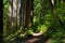 Hiking Trail in Mt. Hood National Forest