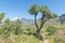 Hiking trail near Mahai passing a mountain cabbage tree