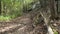 Hiking trail near Van Buren, Arkansas, with fallen tree and rocks