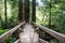 Hiking trail through old growth forest in Redwood National Park in California