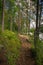 Hiking trail in old pine forest growing by the lake in the Repovesi National park, Finland