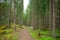 Hiking trail in old pine forest in the Repovesi National park, Finland