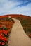 Hiking Trail Orange Poppies California Wildflowers