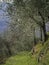 Hiking trail, path thorugh olive grove, Lunigiana, north Tuscany, Italy. Beautiful peaceful countryside, vertical