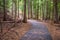 Hiking Trail Pine Forest Wildlife Refuge