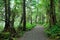 Hiking trail in rain forest