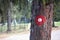 Hiking trail red and white circular mark on tree bark. Trail number one written underneath.Shallow dept of field effect