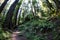 Hiking Trail in Redwood National Park, Northern California