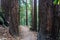 Hiking trail through a redwood trees forest