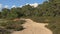 Hiking trail through a sandy landscape wiht trees in Kalmthout heath