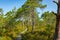 Hiking trail in scandinavian national park in a wetland bog. Kurjenrahka National Park. Turku, Finland. Nordic natural landscape