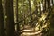 Hiking trail  in the shadows of a dark conifer  old growth forest