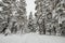 hiking trail in a snowy winter forest after a snowfall