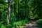 Hiking Trail Through Sunlit Deciduous Forest In Austria