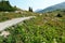 Hiking trail in sunshine meadows