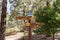 Hiking trail in Tamadaba Natural Park in Gran Canaria