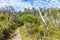 Hiking trail through Tasmanian wilderness at Hastings caves