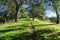 Hiking trail though a live oak grove, through Sunol Regional Wilderness, San Francisco bay area, California