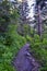 Hiking Trail to Lake Blanche forest and mountain. Wasatch Front Rocky Mountains, Twin Peaks Wilderness,  Wasatch National Forest