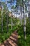 Hiking Trail to Lake Blanche forest and mountain. Wasatch Front Rocky Mountains, Twin Peaks Wilderness,  Wasatch National Forest