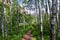 Hiking Trail to Lake Blanche forest and mountain. Wasatch Front Rocky Mountains, Twin Peaks Wilderness,  Wasatch National Forest