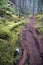 Hiking Trail - Tongass National Forest, Alaska