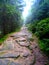 Hiking trail in the Vosges mountains