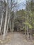 Hiking Trail  in the white cedar forest