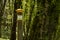 Hiking trail wooden marker, sign post