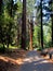 Hiking trail in Yosemite National Park