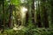 Hiking trails through giant redwoods in Muir forest near San Francisco, California