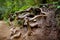 Hiking trails through giant redwoods in Muir forest near San Francisco, California