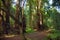 Hiking trails through giant redwoods in Muir forest near San Francisco, California