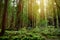 Hiking trails through giant redwoods in Muir forest near San Francisco, California