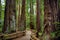 Hiking trails through giant redwoods in Muir forest near San Francisco, California