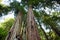 Hiking trails through giant redwoods in Muir forest near San Francisco, California