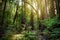 Hiking trails through giant redwoods in Muir forest near San Francisco, California