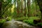 Hiking trails through giant redwoods in Muir forest near San Francisco, California