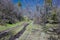 Hiking Trails in Oquirrh, Wasatch, Rocky Mountains in Utah early spring with leaves. Backpacking, biking, horseback through trees