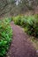 Hiking trails in a wet woodland, lined by sword ferns and salal, and bare branches, on a wet day