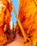 Hiking under a Fallen Tree on the Navajo Loop Trail through the Vermilion colored Pinnacles and Hoodoos in Bryce Canyon